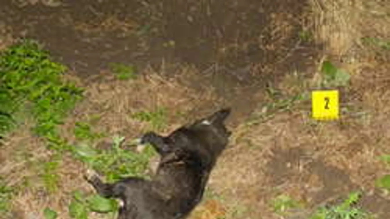 Facebookon vallotta be a gyilkos, hogy már több kutyát is kivégzett