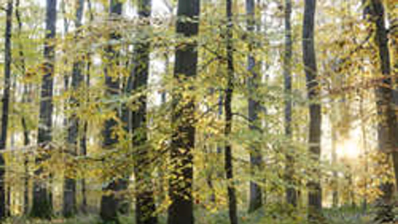 Tini csontvázára bukkantak egy elmegyógyintézet közelében