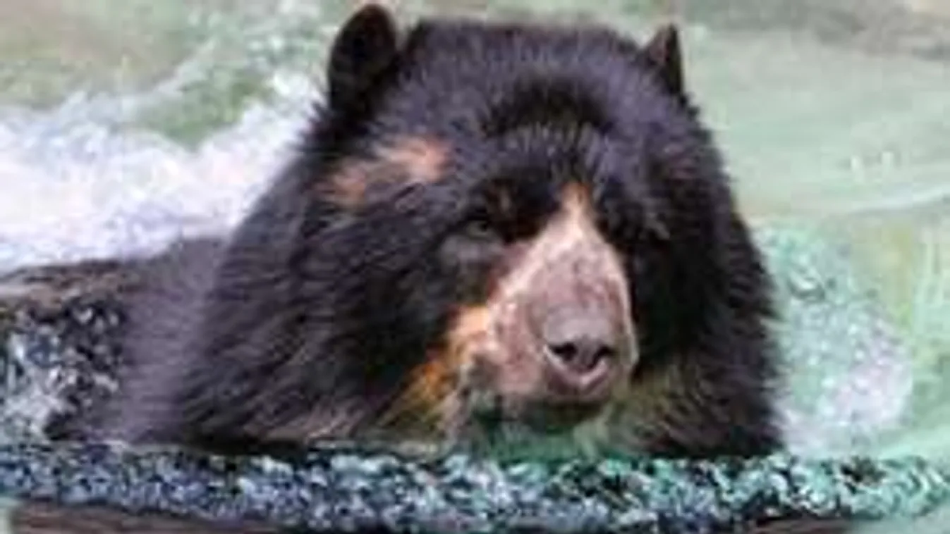 Sokkoló videó: Kétszer támadt rá ugyanaz a medve a turistára!