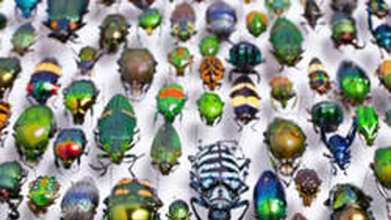 Egyszerű, de hatékony: Poloskák ellen is jöhet a szódabikarbóna