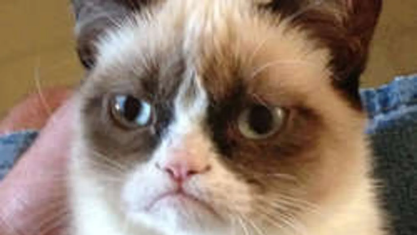 Grumpy cat a múlté, Magyarországon él a legmorcosabb macska