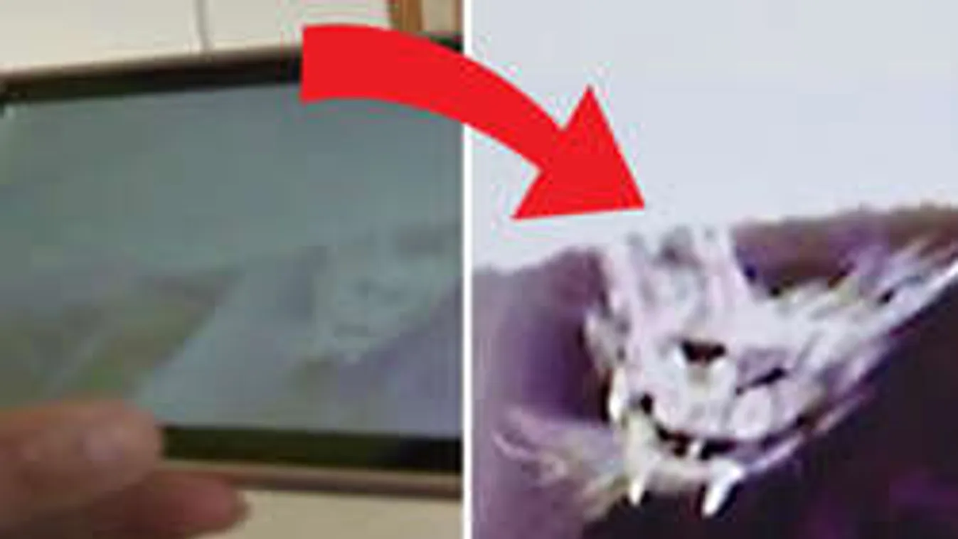 Bepánikolt a fél világ ezen a fotón! Te is azt látod, amit ők?!