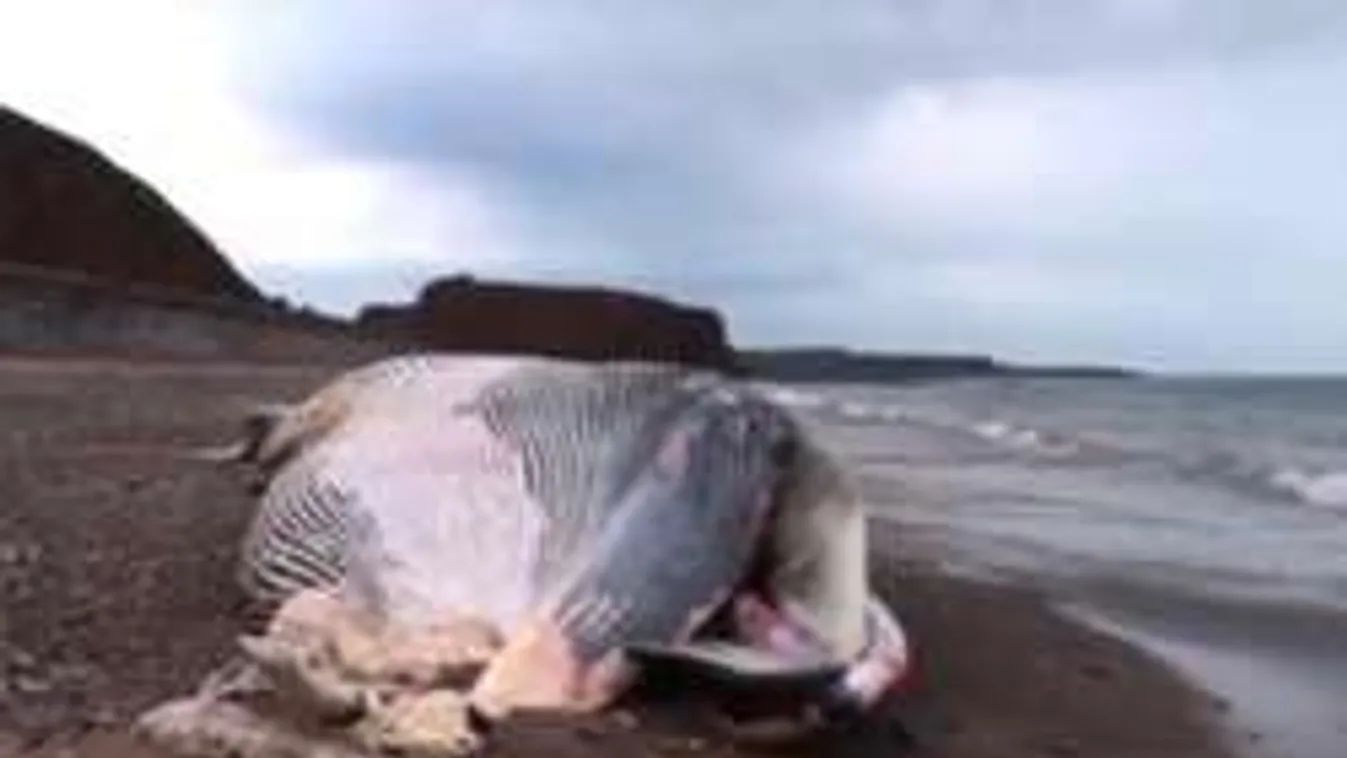 Robbanásveszély egy tengeri élőlény miatt