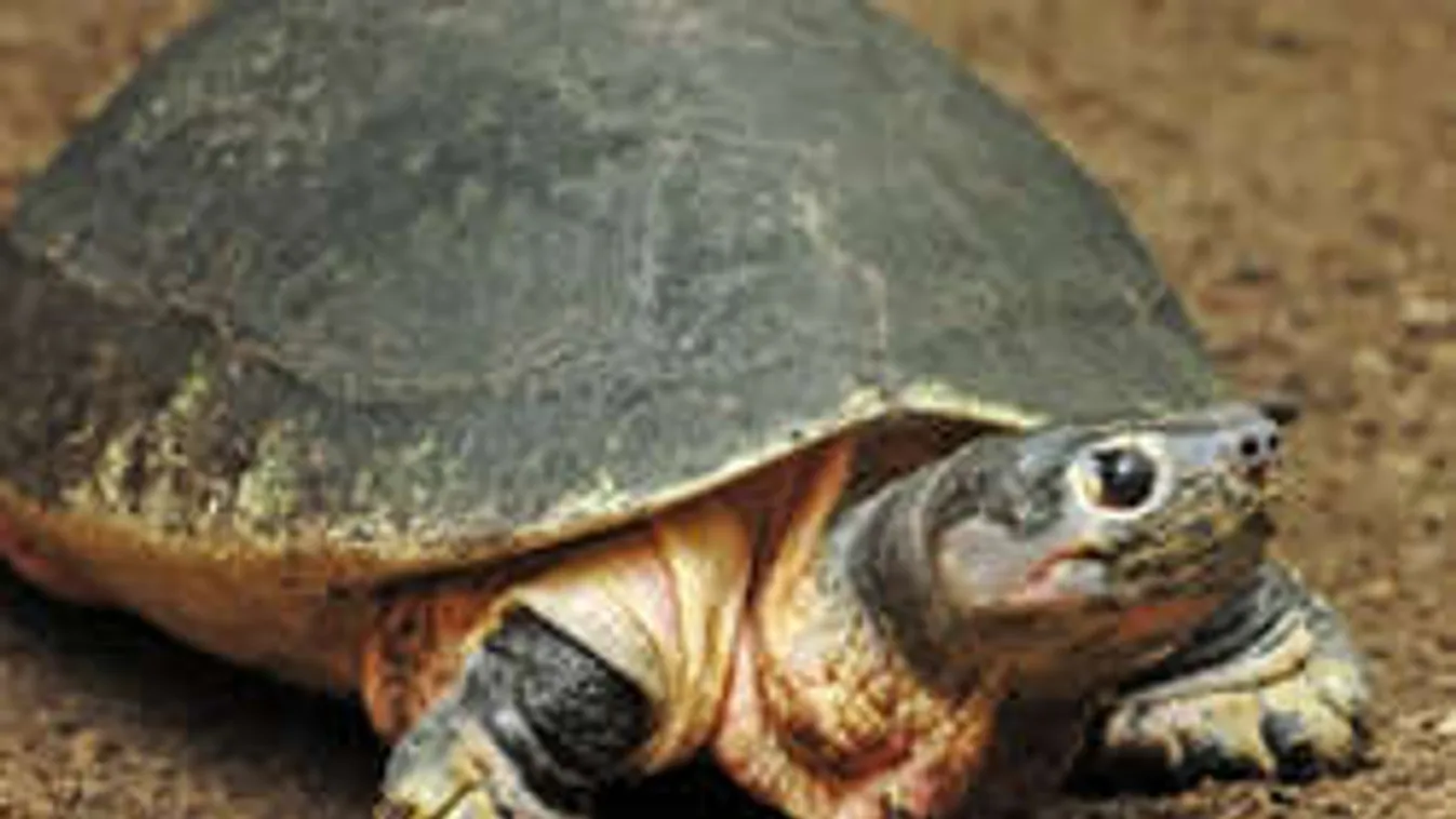 Teknős kívánta meg férfiasságát, és ráharapott