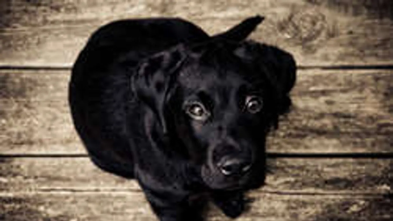 Brutális képpel sokkol Molnár Anikó