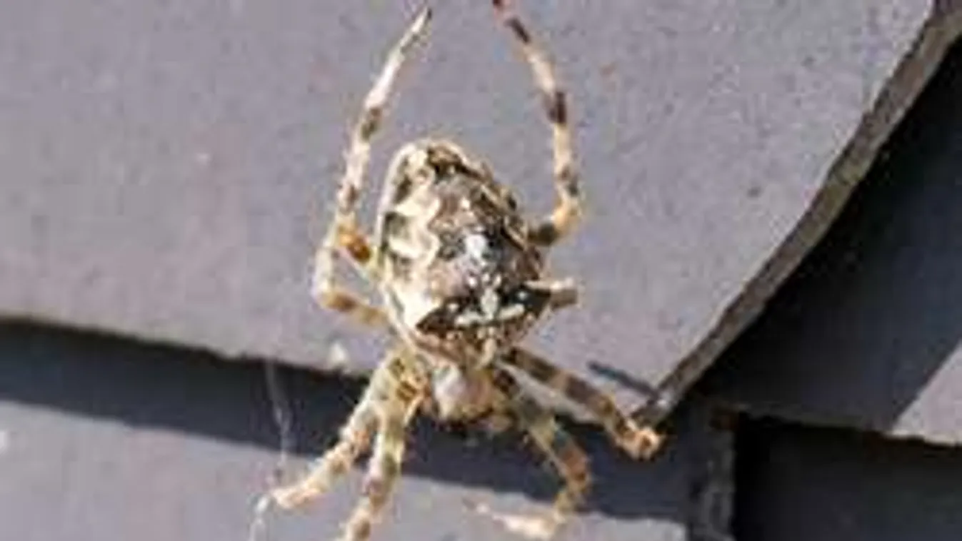 Pókinvázió fenyeget. Így vedd fel a harcot!