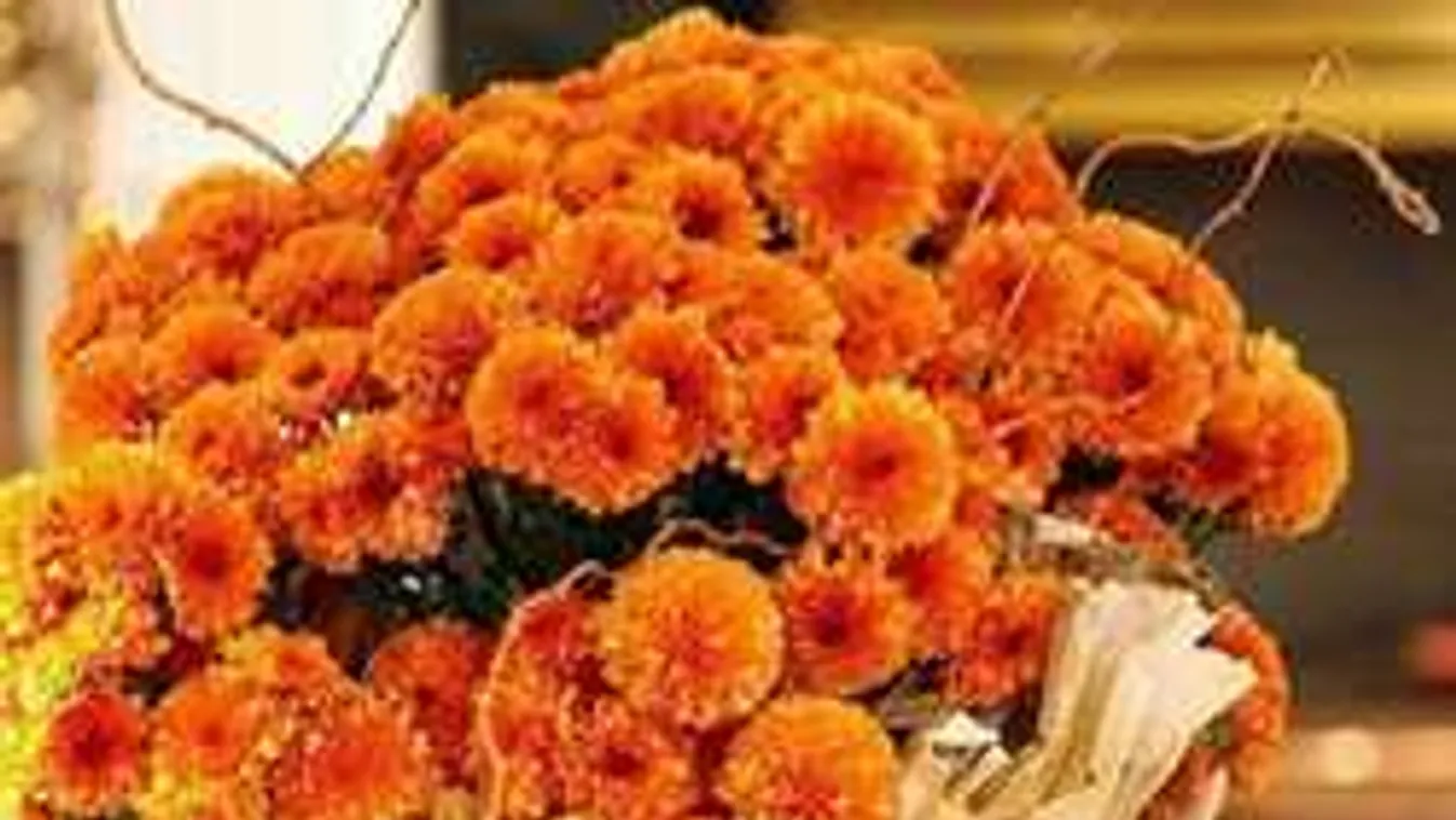 Világbajnok ez a cserepes virág, egycsapásra berendezi az otthonod!