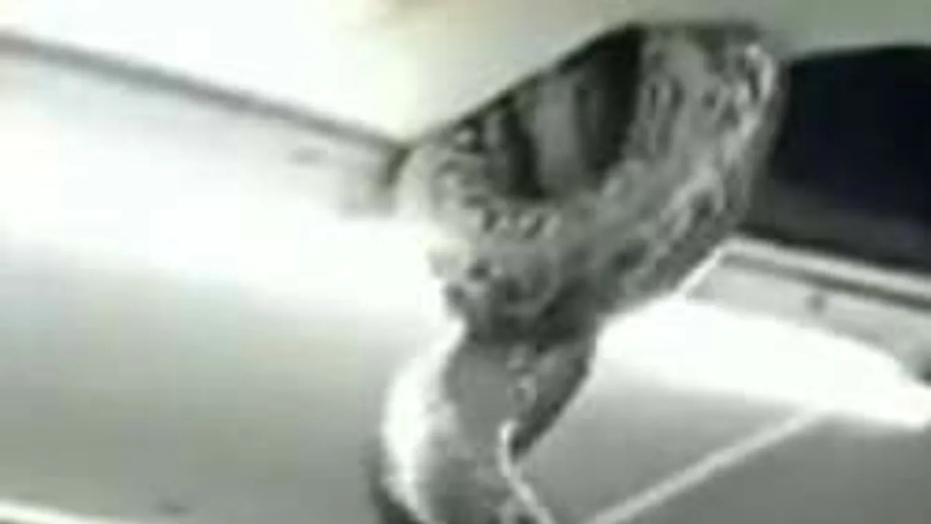 Pánik az étteremben: Óriási kígyó ütötte át a plafont