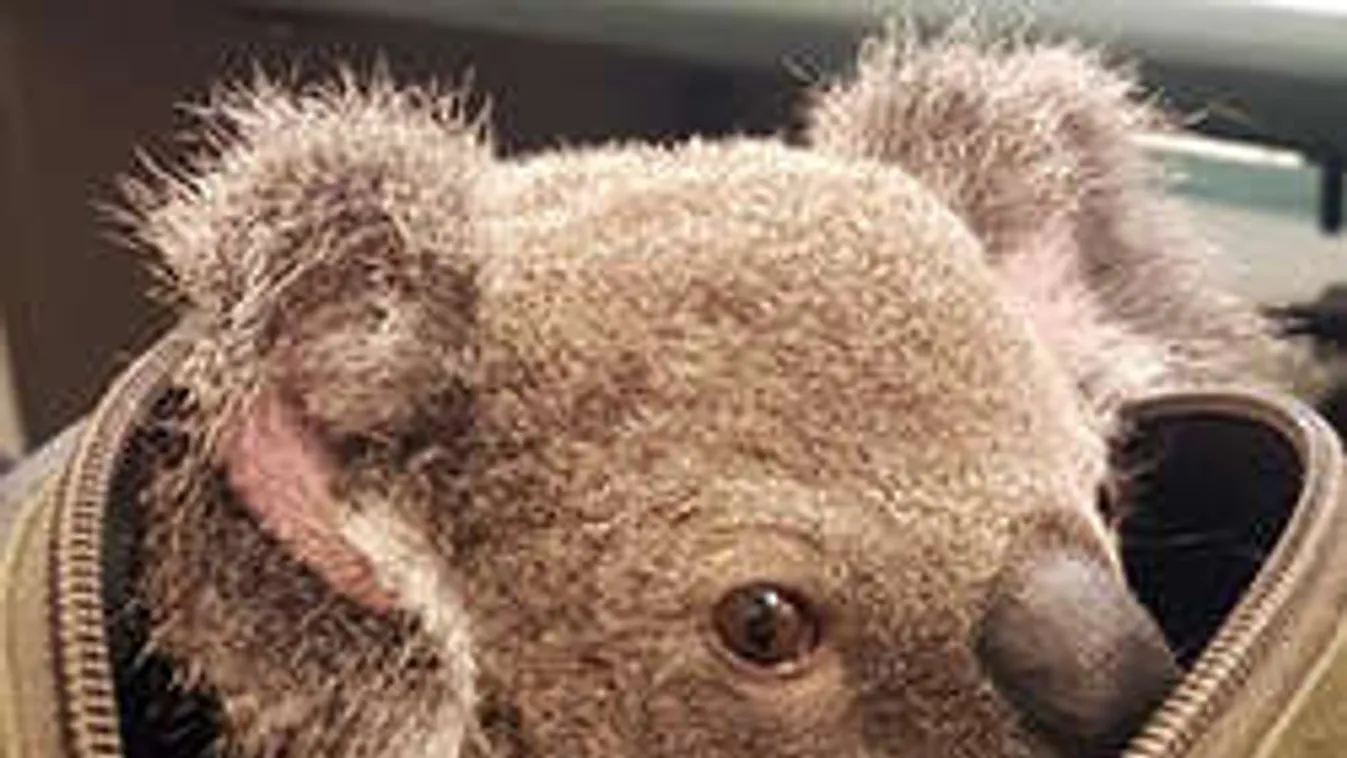 Megdöbbentő, mit találtak a rendőrök egy kézitáskában!