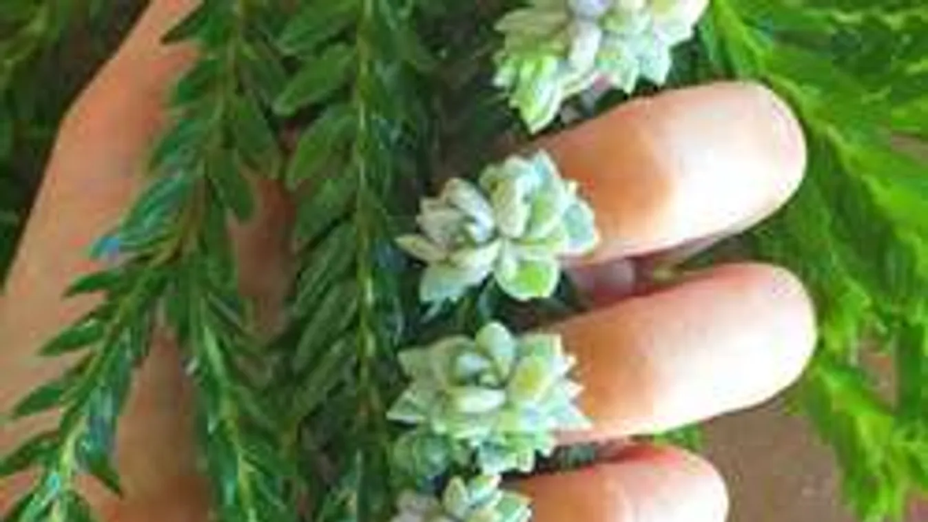 Manikűrtéboly, elképesztő őrültség lesz a divat