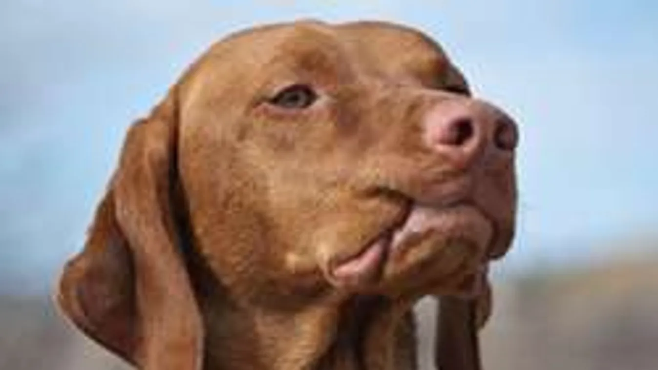 Patkányméreg végzett a gyönyörű magyar vizslával