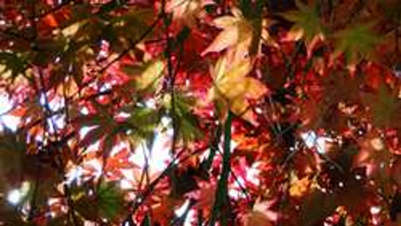 Okosabb vagy, mint egy ötödikes? Akkor erre felelj!