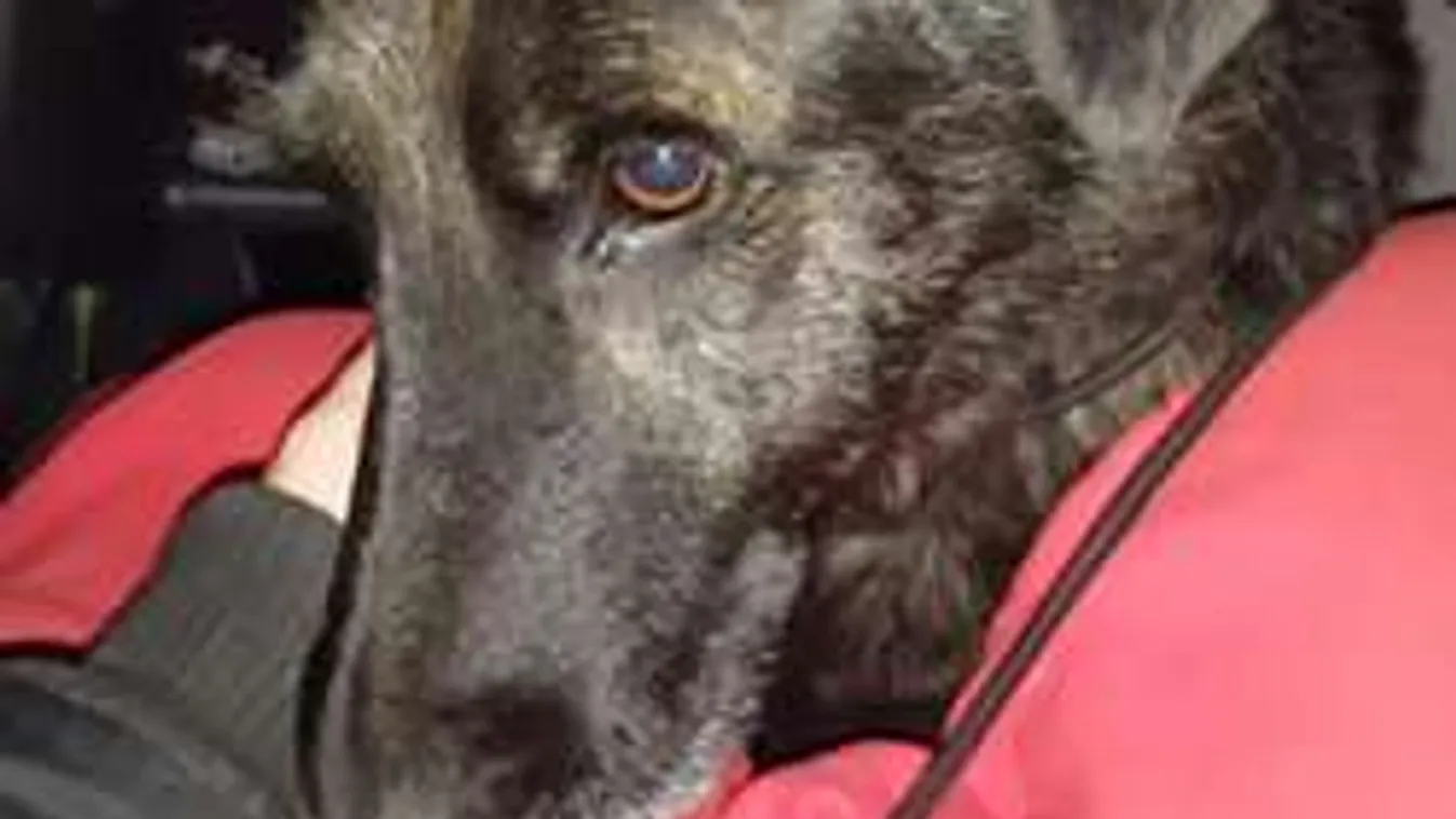 Vérlázító: Hetekig éhezett, végül kavicsokat evett a kutya