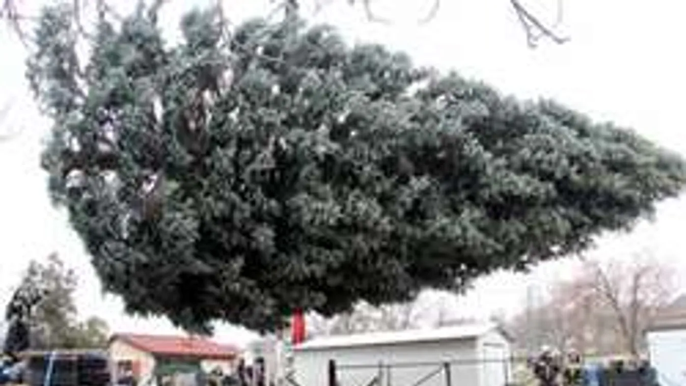 Így vágták ki és hozták Pestre az Ország Karácsonyfáját - KÉPGALÉRIA