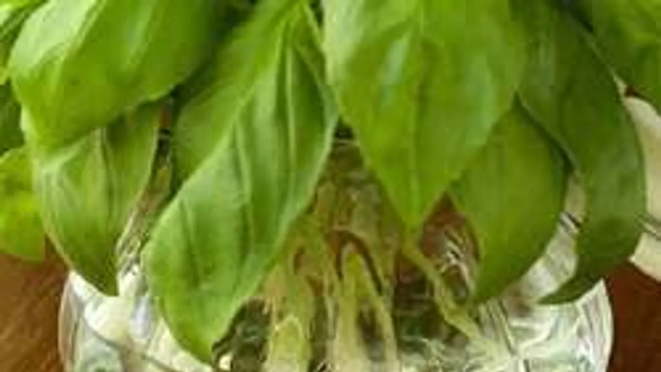 7 fűszernövény, amit vízben is nevelhetsz