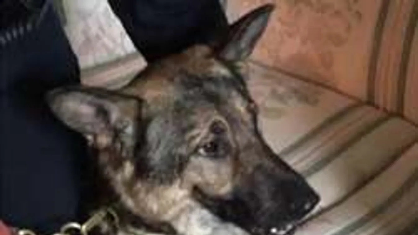 Elképesztő történet: kutyája tanította magyarra az amerikai kiképzőtisztet