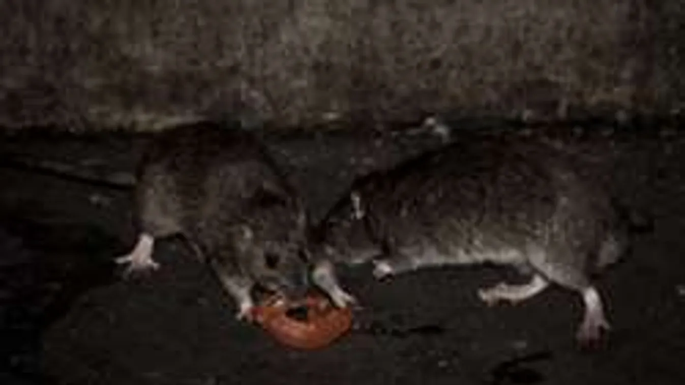 Ettől rettegnek Párizsban: kitört a pánik