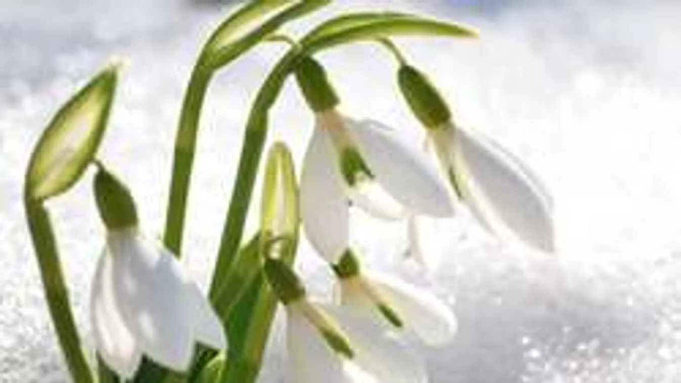 Kiderült: ilyen időjárás lesz tavasszal. Megdöbbentőt húz a március!