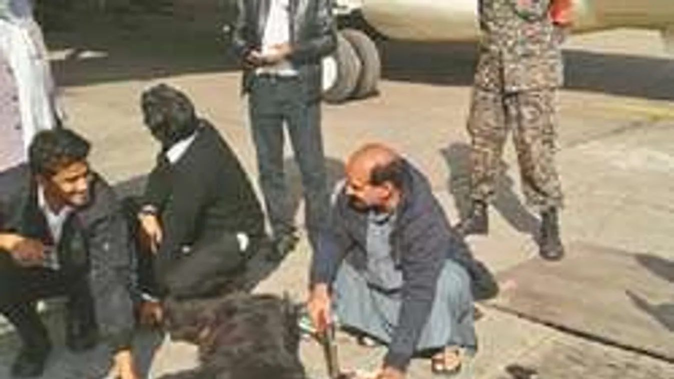 Nem vicc! Fekete kecske vére védi a repülők biztonságát!