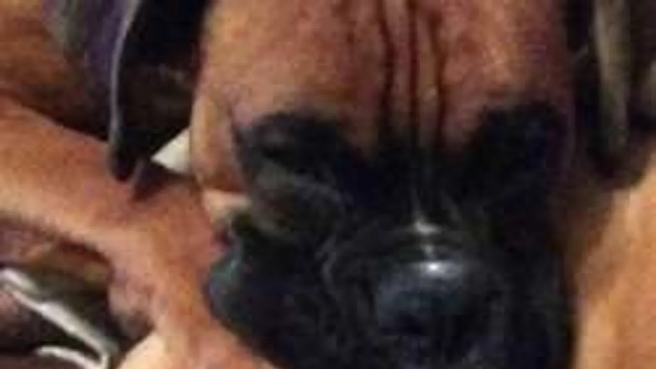 Akasztással fenyegetnek a kutyatolvajok, ha a gazdi nem fizet