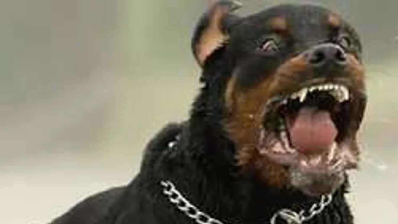 Kutyája mentette meg a migránserőszaktól a dán nőt