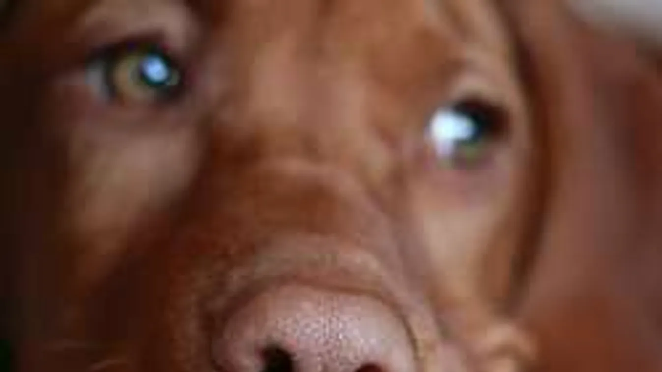 Borzalmas: Disznóólban tartja magyar vizsláját a szívtelen gazdi