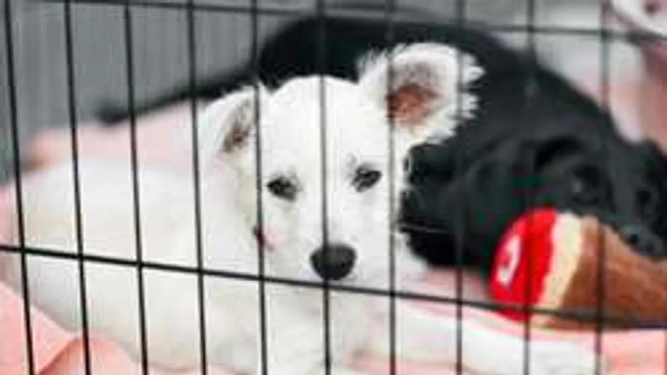 Íme, a világ legszívtelenebb kutyatartója