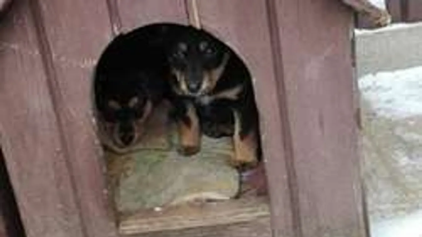 Borzalmas: Temető mellett, kartondobozban dobták ki a kiskutyákat