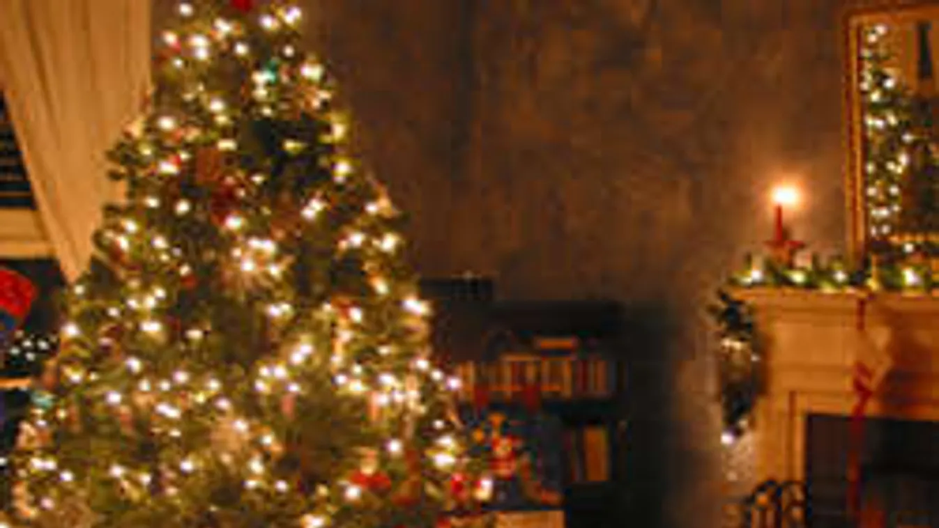 Így válaszd ki a tökéletes karácsonyfát! Tippek, melyekről mindenképpen tudnod kell