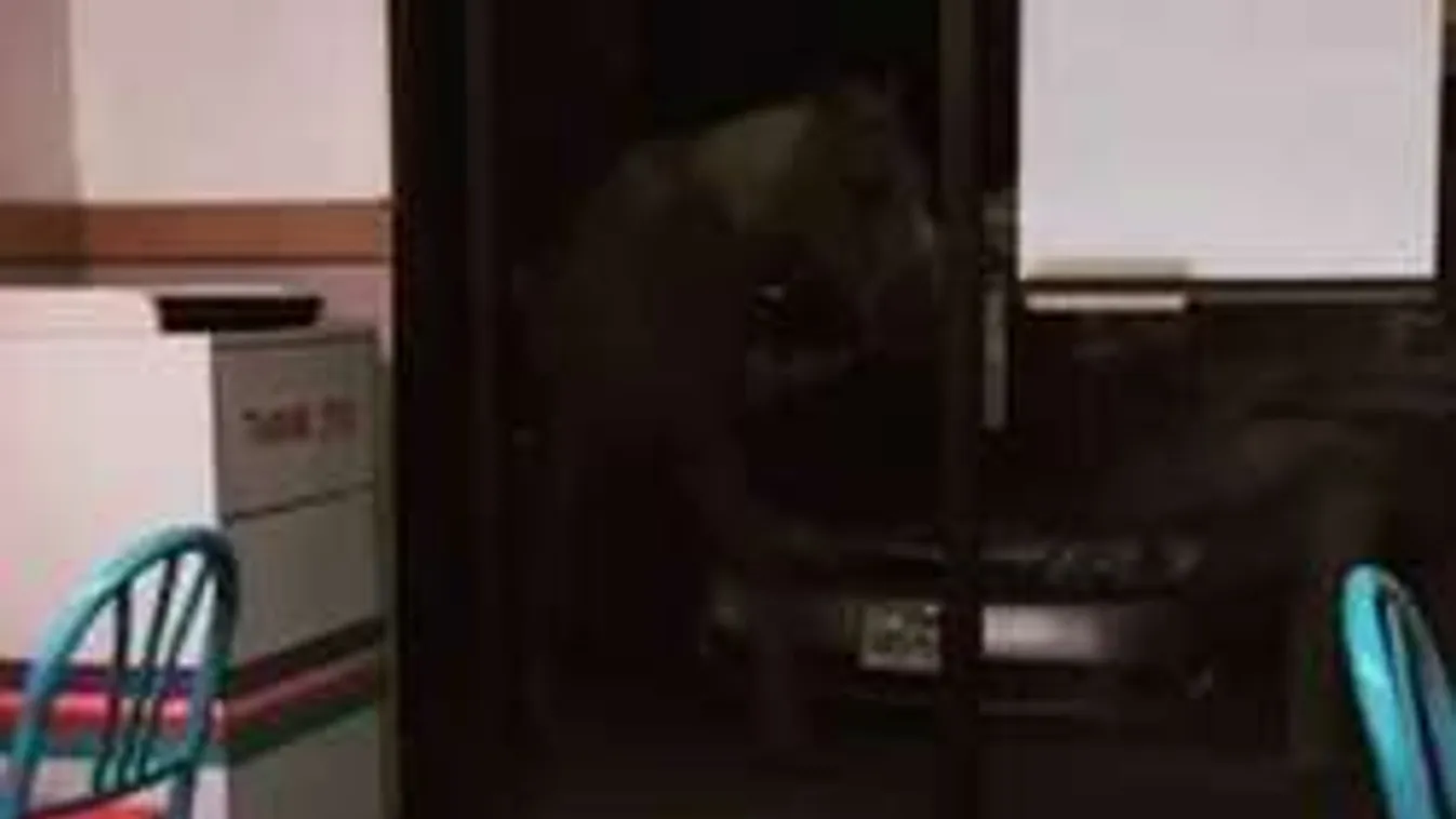 Lóháton vágtatott be egy gyorsétterembe a modern cowboy - Videó