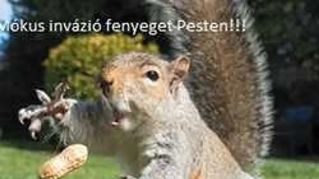 Kamuriadó: már a tudósok is küzdenek az álhírek ellen