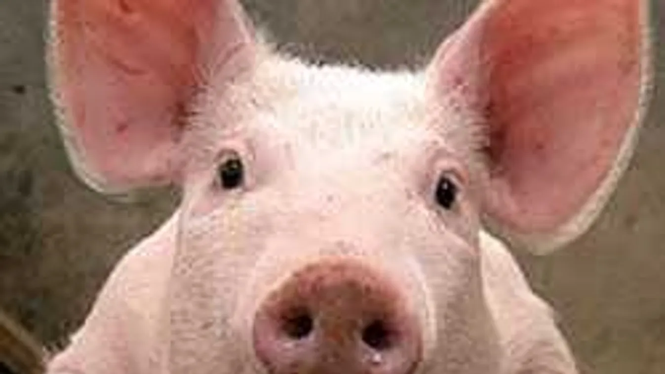 Ez csúcs: Így néz ki a disznótor a lakótelepi teraszon!