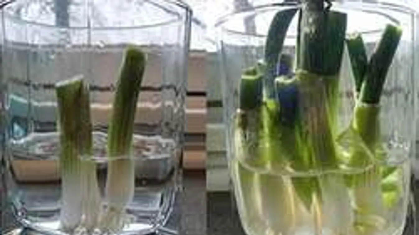 Soha ne edd meg teljesen az újhagymát, ezt nézd!