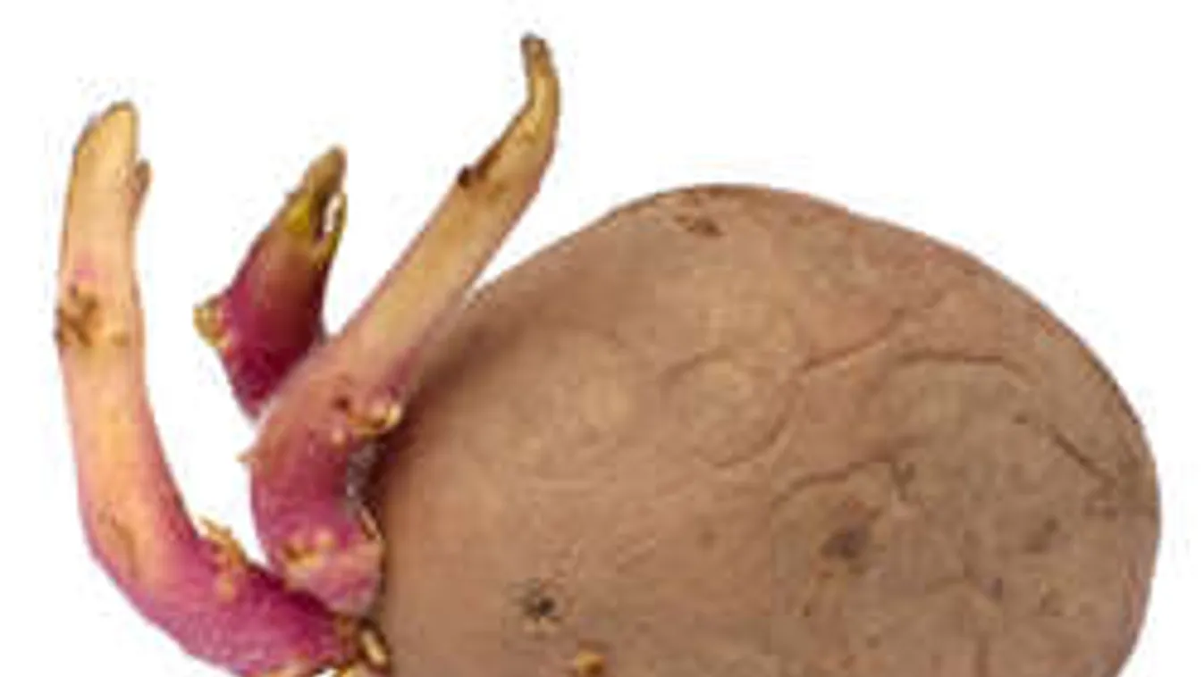 Így tárold a krumplit télen, nem teszi tönkre a csíra