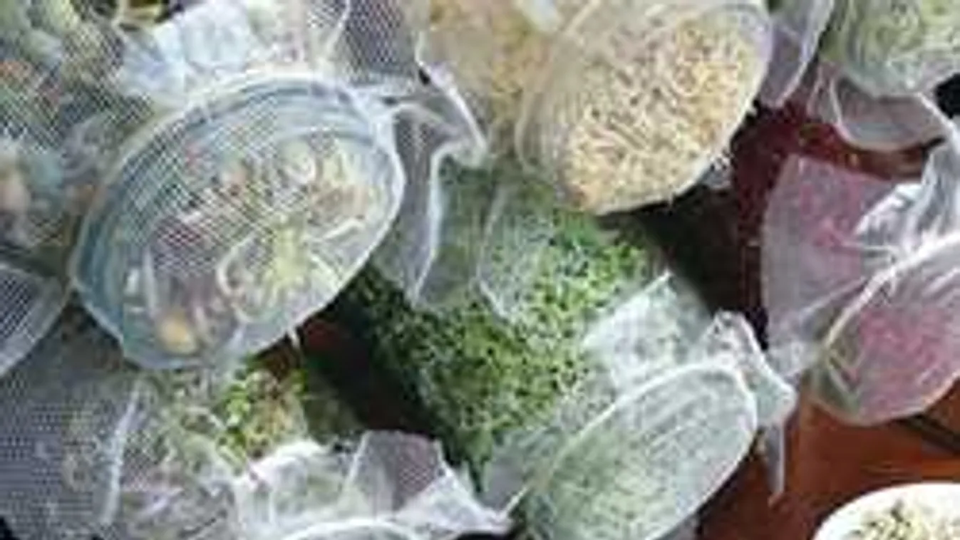 Vigyázz, ezeket az ételeket soha ne edd nyersen