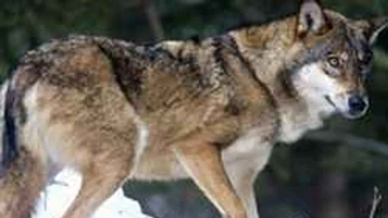 Hoppá! Farkasok költöztek a fővárosba