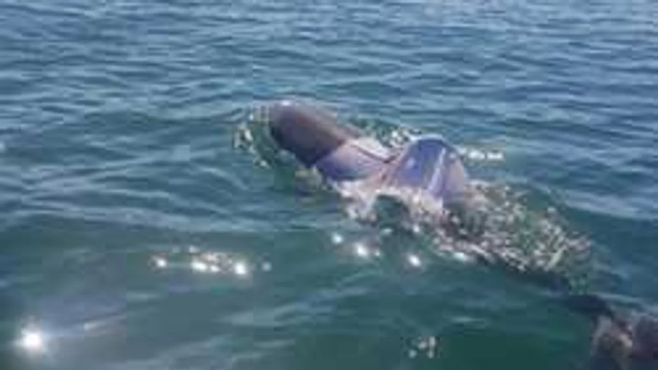 Rossz tréfa, pólót kapott a delfin