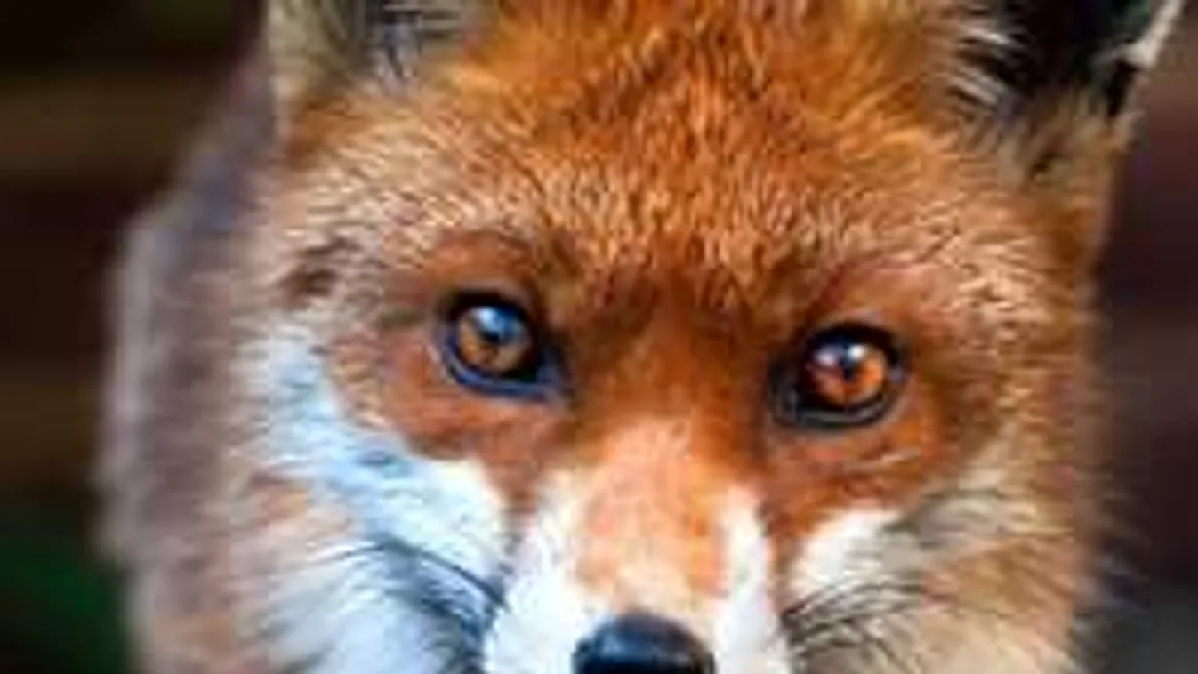 Ez a róka tényleg kockára fagyott