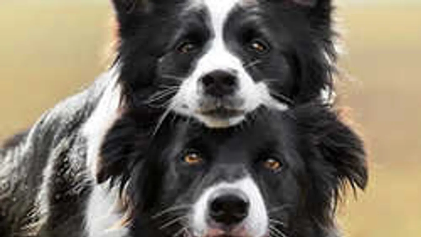 Melyik jegyben születtél? Ezt a kutyát válaszd magadnak!