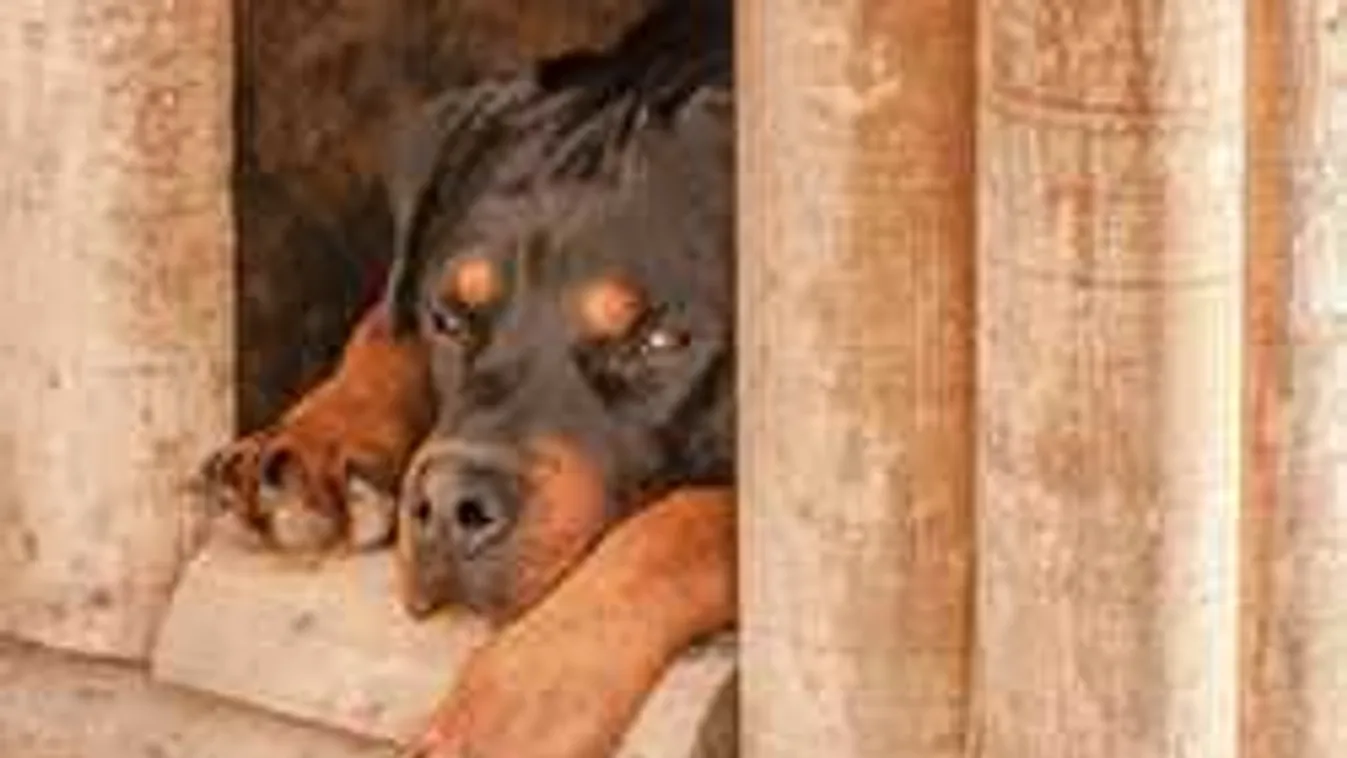 Felfoghatatlan családi tragédia: megölte a csöppséget a rottweiler