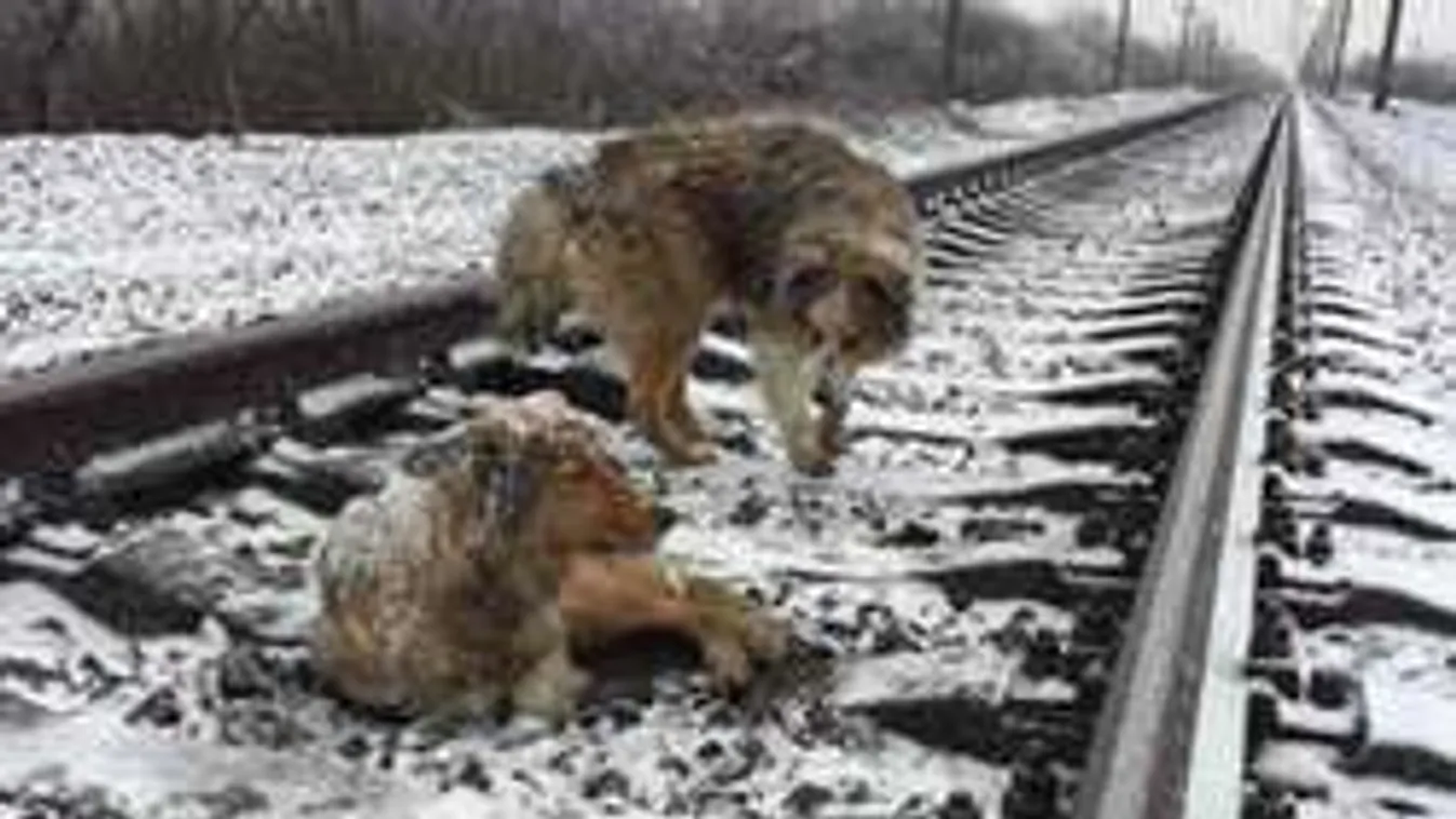 Igazi love story: megmentette sérült társát a hős négylábú