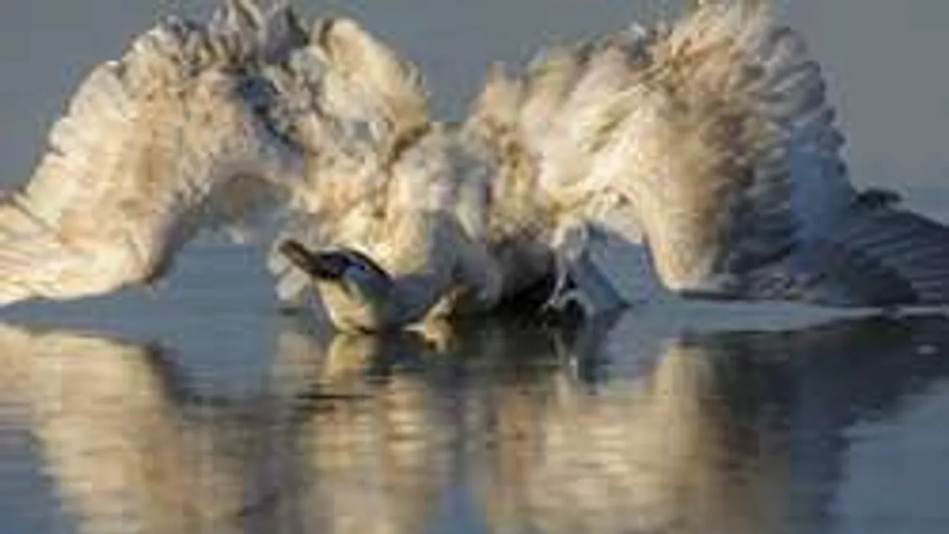 Megható: kimentették a hattyút a jég fogságából