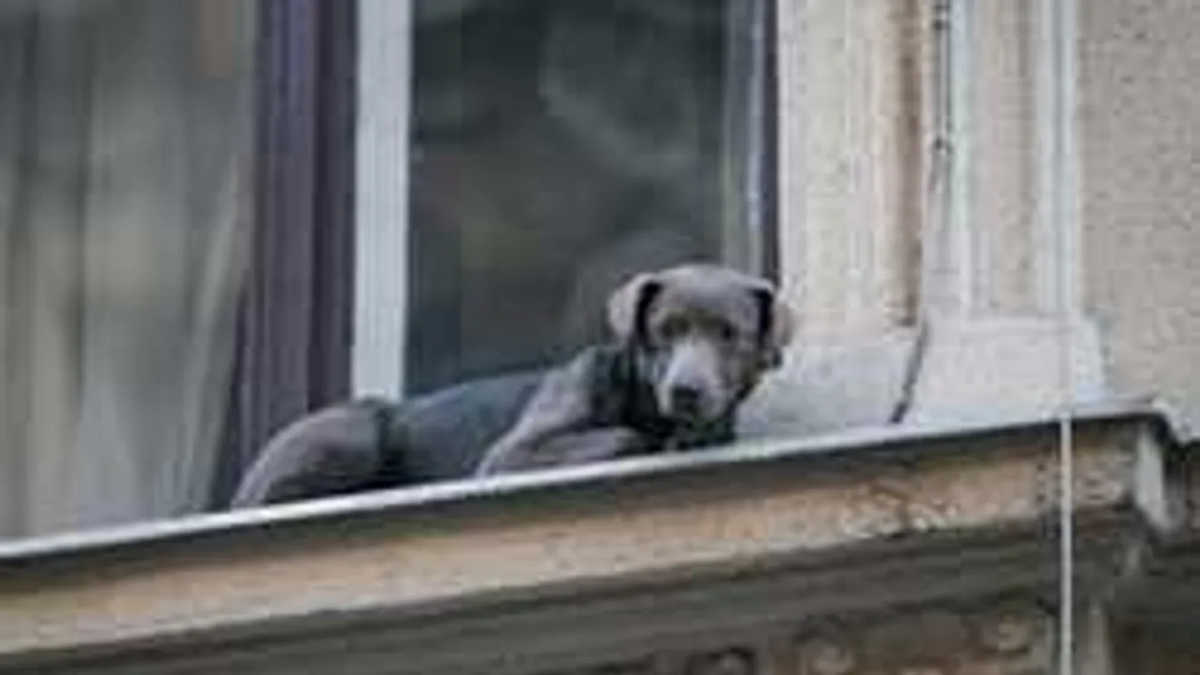 Félelmetes magasságban keveredett bajba Budapesten egy kutya