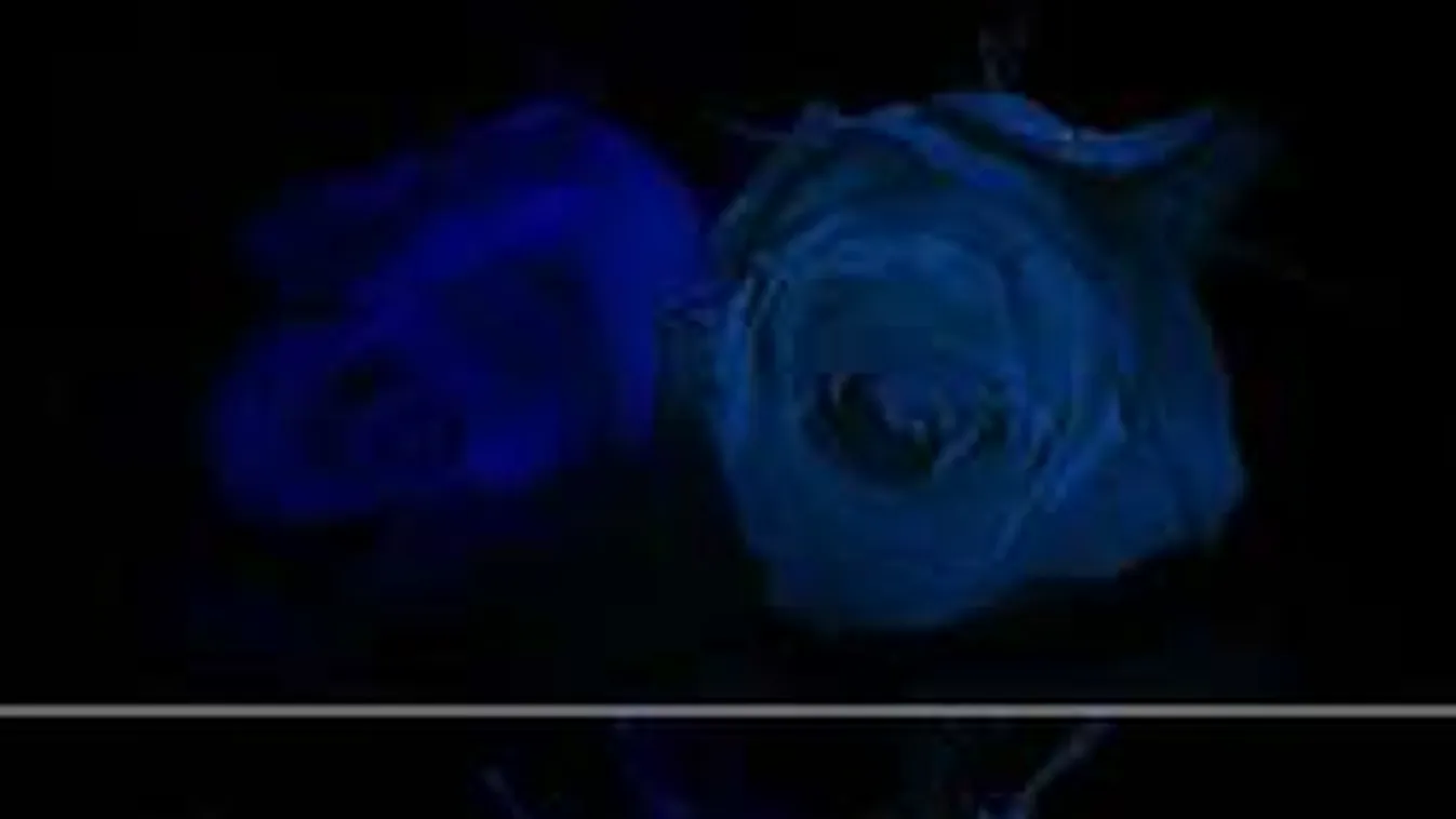 Meghódítja a világot ez a szédületes magyar találmány