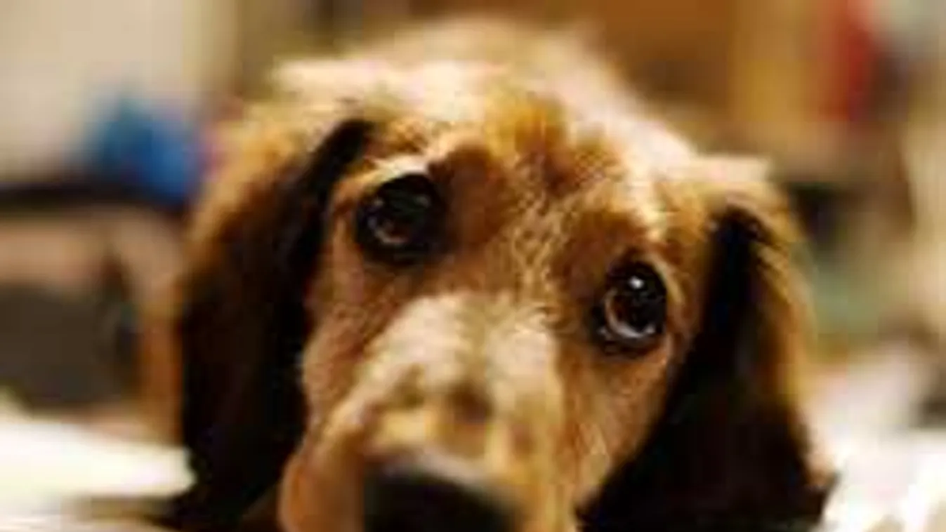 Brutális állatkínzás: Kegyetlenül elbántak egy kutyával