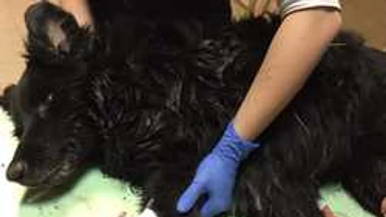 Új módszerrel tizedelik a kutyákat a kegyetlen magyar gyilkosok