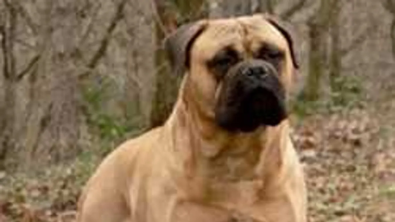 70 millióért sem adta el kutyáját Sándor!