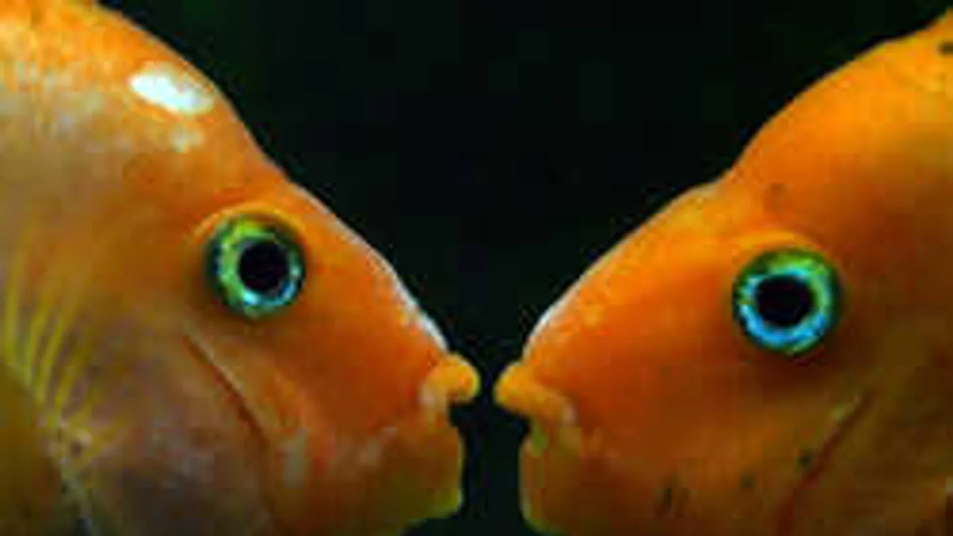 Ezen a teszten megbukik a felnőttek 90 százaléka