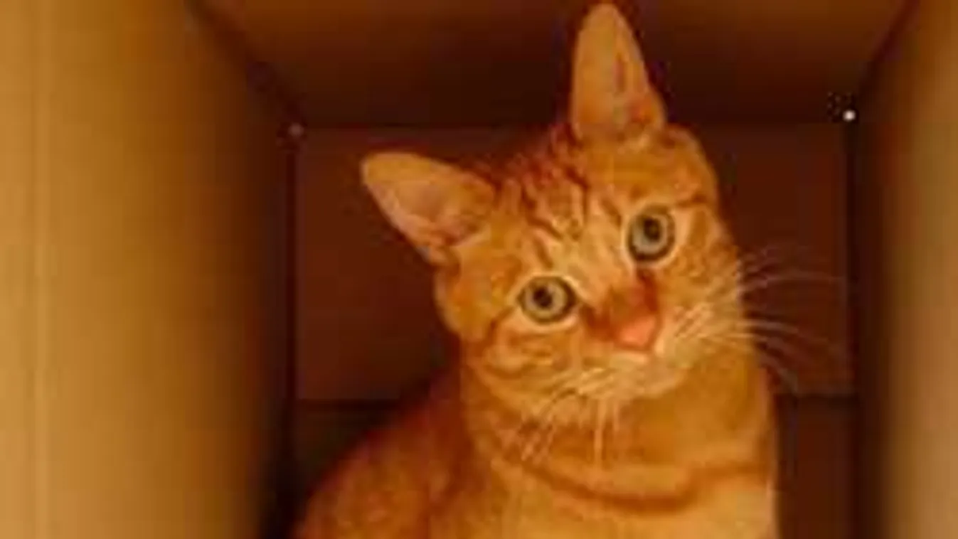 Sokkot kapott a debreceni nő, amikor rájött, mi van macskája gyomrában