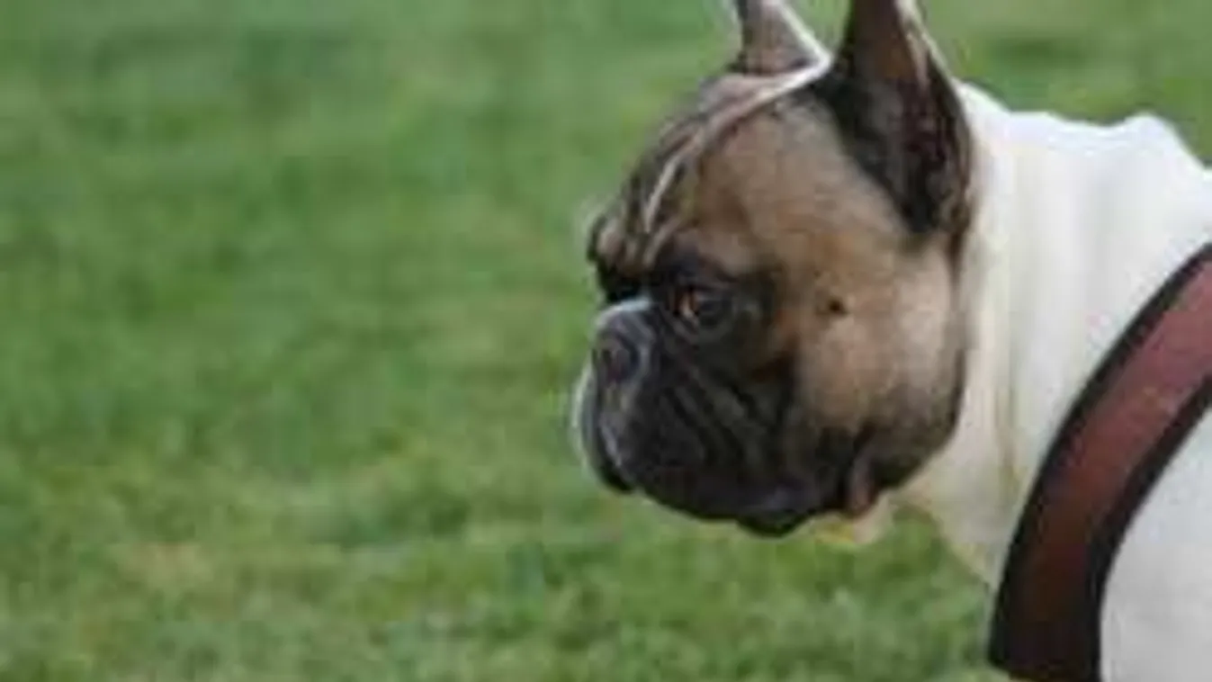 Ezek a kutyák végveszélyben vannak!